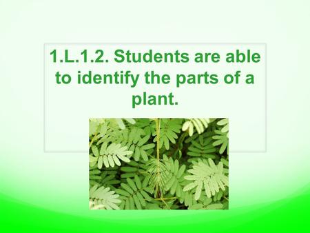 1.L.1.2. Students are able to identify the parts of a plant.