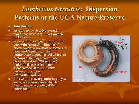 Lumbricus terrestris: Dispersion Patterns at the UCA Nature Preserve Introduction Introduction As a group, we decided to study Lumbricus terrestris—the.