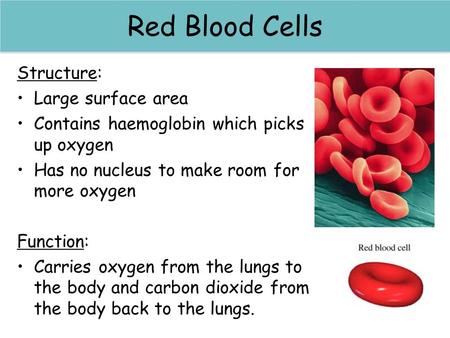 Red blood cells Red Blood Cells Structure: Large surface area