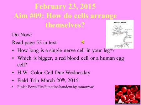 February 23, 2015 Aim #09: How do cells arrange themselves? Do Now: Read page 52 in text How long is a single nerve cell in your leg?? Which is bigger,