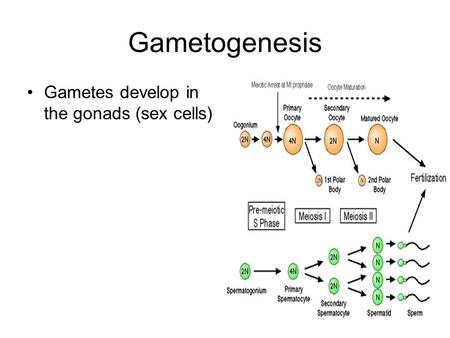 Gametogenesis Gametes develop in the gonads (sex cells)