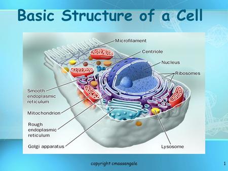 1 Basic Structure of a Cell copyright cmassengale.