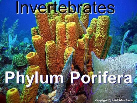 Invertebrates Phylum Porifera.