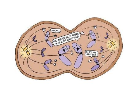 MEIOSIS: The Production of Sex Cells *Click for Animation*