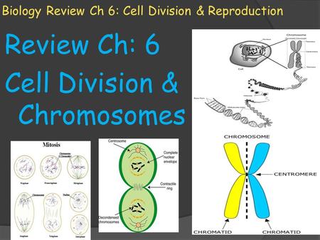 Biology Review Ch 6: Cell Division & Reproduction Review Ch: 6 Cell Division & Chromosomes.