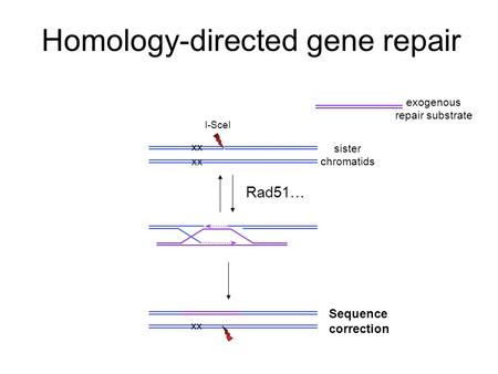 Homology-directed gene repair Sequence correction xx exogenous repair substrate Rad51… sister chromatids I-SceI.