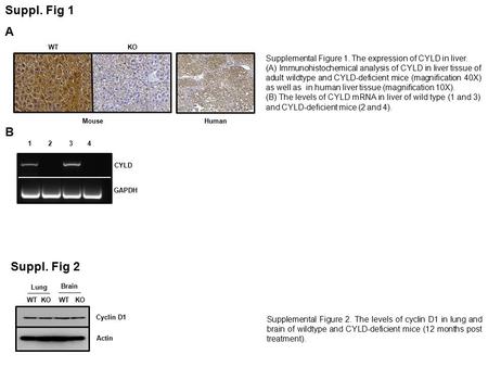 WT KO A B Suppl. Fig 1 Supplemental Figure 1. The expression of CYLD in liver. (A) Immunohistochemical analysis of CYLD in liver tissue of adult wildtype.
