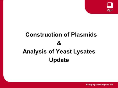 Construction of Plasmids & Analysis of Yeast Lysates Update.