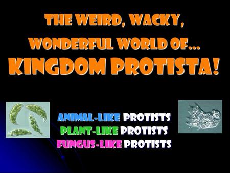 The weird, Wacky, wonderful world of… Kingdom Protista!