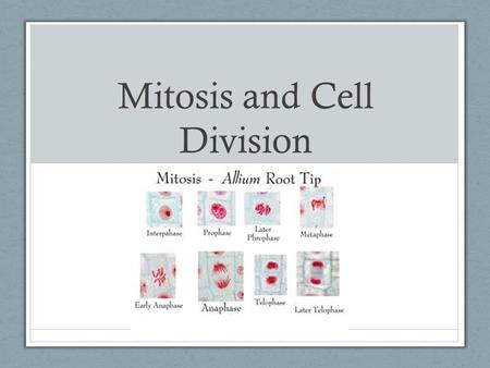 Mitosis and Cell Division. Chromosomes Single molecules of DNA, containing thousands of genes Humans have 23 pairs or 46 total Normally you can’t tell.