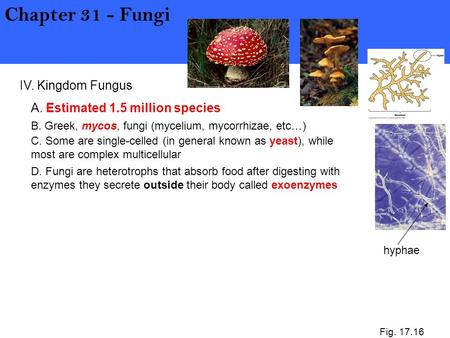 IV. Kingdom Fungus Chapter 31 - Fungi A. Estimated 1.5 million species Fig. 17.16 D. Fungi are heterotrophs that absorb food after digesting with enzymes.