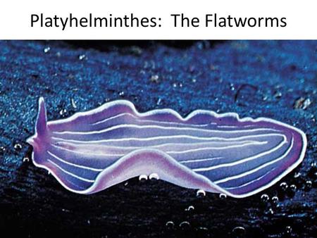 Platyhelminthes: The Flatworms