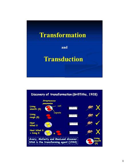 1 Transformation and Transduction Discovery of transformation (Griffiths, 1928) Streptococcus pneumoniae Living smooth (S) + Avery, McCarty and MacLeod.