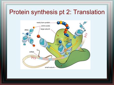 Protein synthesis pt 2: Translation. MRNA strand exits the nucleus and attaches itself to a ribosome The initiator codon turns on protein synthesis Sequence.
