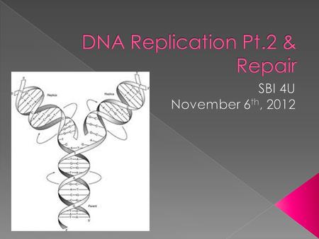 1. What experiment proved the semi- conservative replication nature of DNA? 2. What are the 3 steps of the DNA replication process? 3. What proteins help.