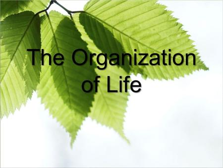 The Organization of Life. Defining and Ecosystem An ecosystem is all of the organisms living in an area together with their physical environment. Ecosystems.