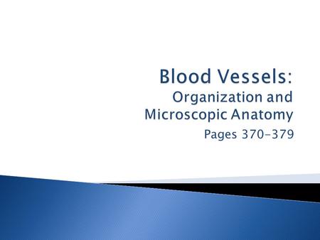 Blood Vessels: Organization and Microscopic Anatomy
