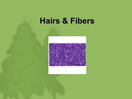 Hairs & Fibers. Morphology and Structure of Hair.