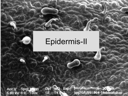 Epidermis-II.