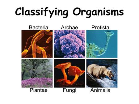 Classifying Organisms BacteriaArchaeProtista PlantaeFungiAnimalia.