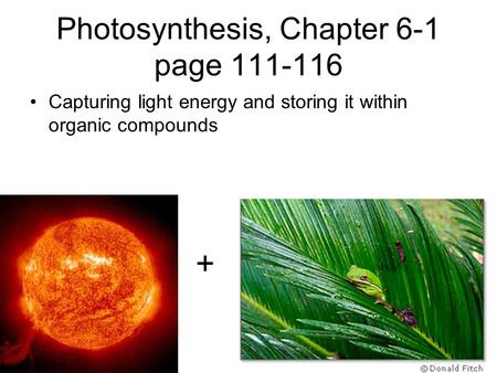Photosynthesis, Chapter 6-1 page 111-116 Capturing light energy and storing it within organic compounds +