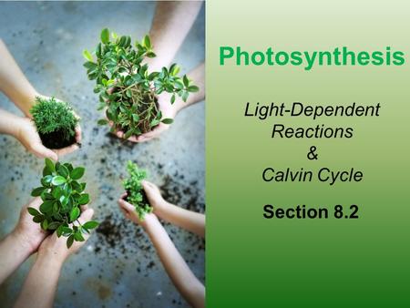 Photosynthesis Light-Dependent Reactions & Calvin Cycle Section 8.2.