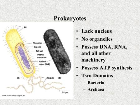 Prokaryotes Lack nucleus No organelles Possess DNA, RNA, and all other machinery Possess ATP synthesis Two Domains –Bacteria –Archaea.