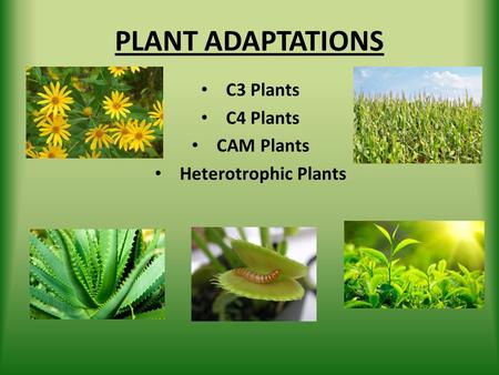 C3 Plants C4 Plants CAM Plants Heterotrophic Plants