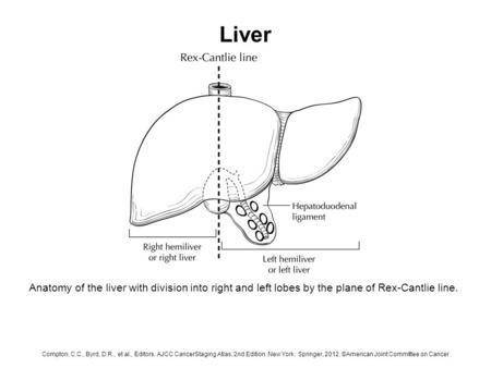 Liver Anatomy of the liver with division into right and left lobes by the plane of Rex-Cantlie line. Compton, C.C., Byrd, D.R., et al., Editors. AJCC CancerStaging.