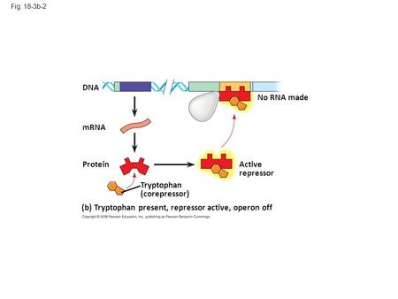 Fig. 18-3b-2 (b) Tryptophan present, repressor active, operon off Tryptophan (corepressor) No RNA made Active repressor mRNA Protein DNA.