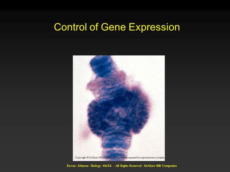 Raven - Johnson - Biology: 6th Ed. - All Rights Reserved - McGraw Hill Companies Control of Gene Expression Copyright © McGraw-Hill Companies Permission.