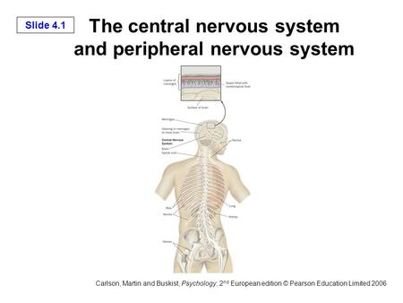 Slide 4.1 Carlson, Martin and Buskist, Psychology, 2 nd European edition © Pearson Education Limited 2006 The central nervous system and peripheral nervous.
