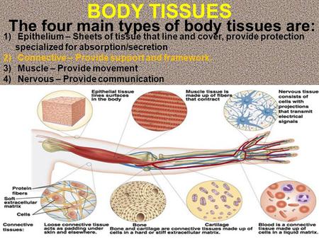 BODY TISSUES The four main types of body tissues are: 1) Epithelium – Sheets of tissue that line and cover, provide protection specialized for absorption/secretion.