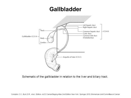 Gallbladder Schematic of the gallbladder in relation to the liver and biliary tract. Compton, C.C., Byrd, D.R., et al., Editors. AJCC CancerStaging Atlas,