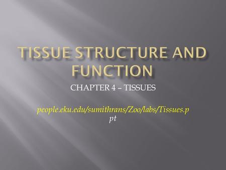 CHAPTER 4 – TISSUES people.eku.edu/sumithrans/Zoo/labs/Tissues.p pt.