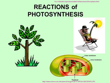 REACTIONS of PHOTOSYNTHESIS