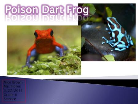Nico Brown Ms. Flores 3/27/2012 Grade 6 Science  The Poison Dart Frog measures 2 cm long an weighs 2 grams  Lives in the areas around the Amazon River.