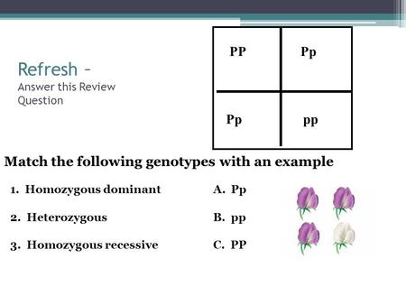 Refresh – Answer this Review Question Match the following genotypes with an example 1. Homozygous dominant A. Pp 2. Heterozygous B. pp 3. Homozygous recessive.