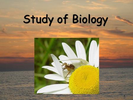 1 Study of Biology. 2 What is Biology? Biology is the study of all living thingsBiology is the study of all living things Living things are called organisms.