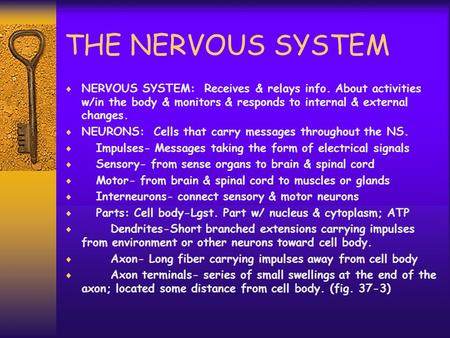 THE NERVOUS SYSTEM  NERVOUS SYSTEM: Receives & relays info. About activities w/in the body & monitors & responds to internal & external changes.  NEURONS: