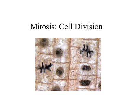 Mitosis: Cell Division. Terminology DNA – made of nucleic acids, housed in the nucleus, contains genes Chromatin – long strands of DNA that are wrapped.