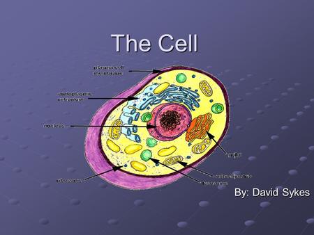 The Cell By: David Sykes. Cell Facts Functional basic unit of life Discovered by Robert C Hooke (1653) Humans contain about 100 trillion cells Humans.