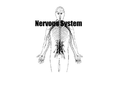 Nervous System. Organization of Peripheral Nervous System (PNS)