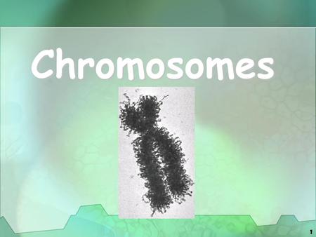 1 Chromosomes. 2 Prokaryotic Chromosome The DNA of prokaryotes (bacteria) is one, circular chromosome attached to the inside of the cell membrane The.