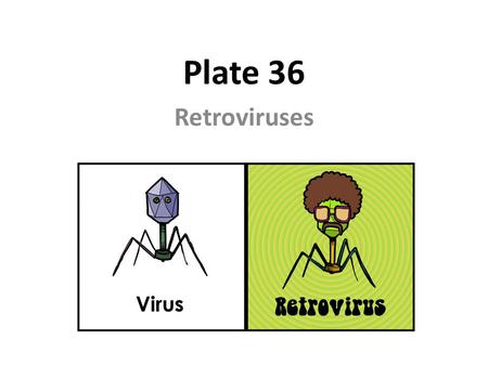 Plate 36 Retroviruses.