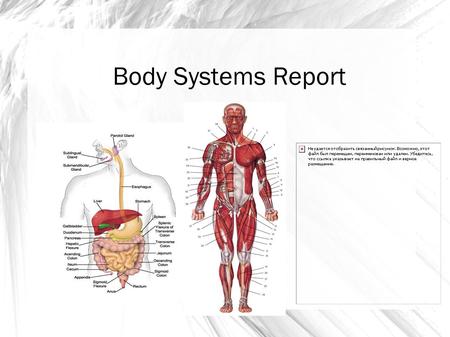 Body Systems Report. Digestive System Major Components Mouth Pharynx Esophagus Stomach Small intestine Large intestine Anus Teeth Tongue Salivary glands.