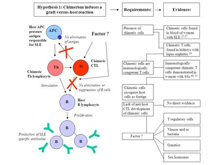 Hypothesis 1: Chimerism induces a graft-versus-host reaction Host B lymphocyte B B B B Chimeric Th lymphocyte Chimeric CTL Stimulation No elimination or.