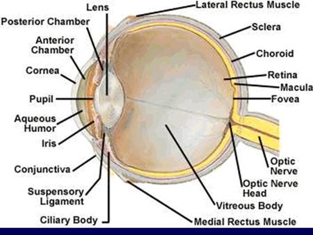 1. The blind spot of the human eye results from a) rods attached to the retina. b) cones attached to the fovea. c) a detached retina. d) the optic nerve.