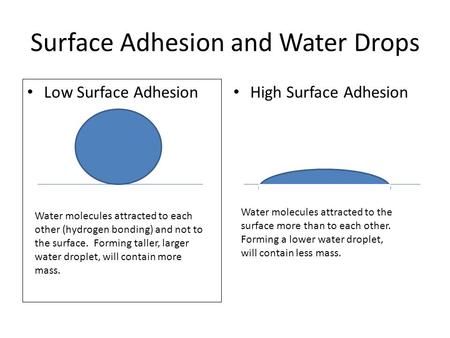 Surface Adhesion and Water Drops Low Surface Adhesion High Surface Adhesion Water molecules attracted to each other (hydrogen bonding) and not to the surface.