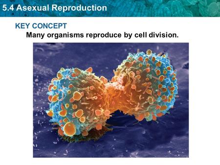 KEY CONCEPT Many organisms reproduce by cell division.
